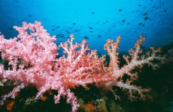 Similan Islands Soft Coral by Morgan Ashton 